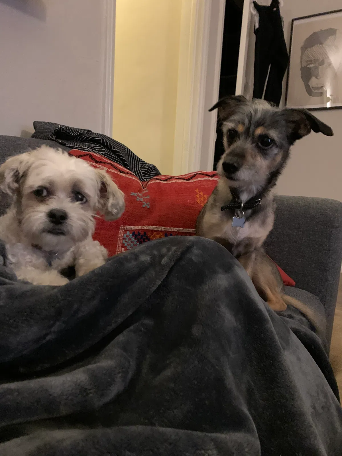 Lost dog in Los Angeles, CA, 90019