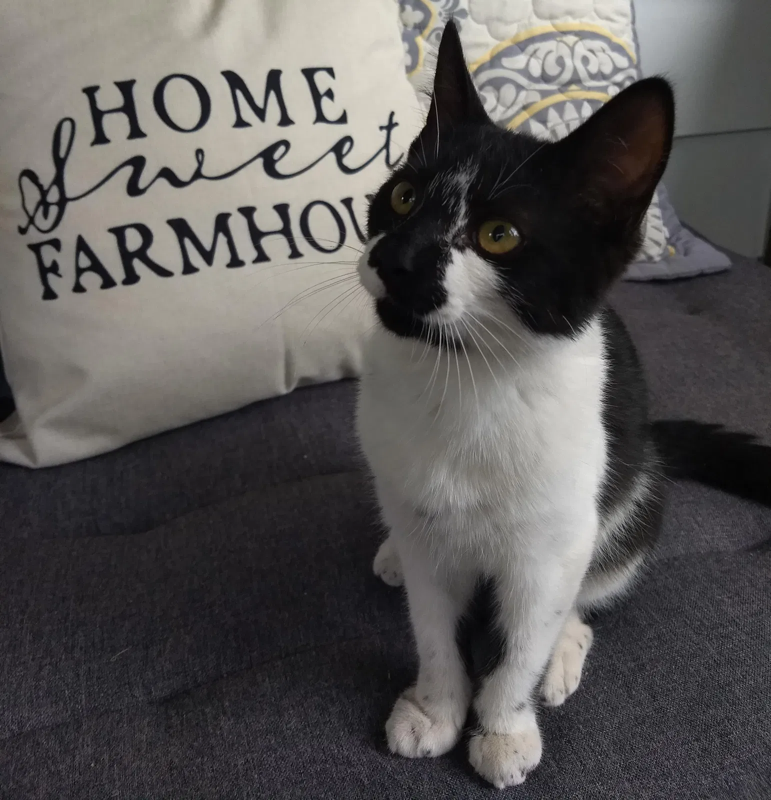 Lost cat in Harleysville, PA, 19438