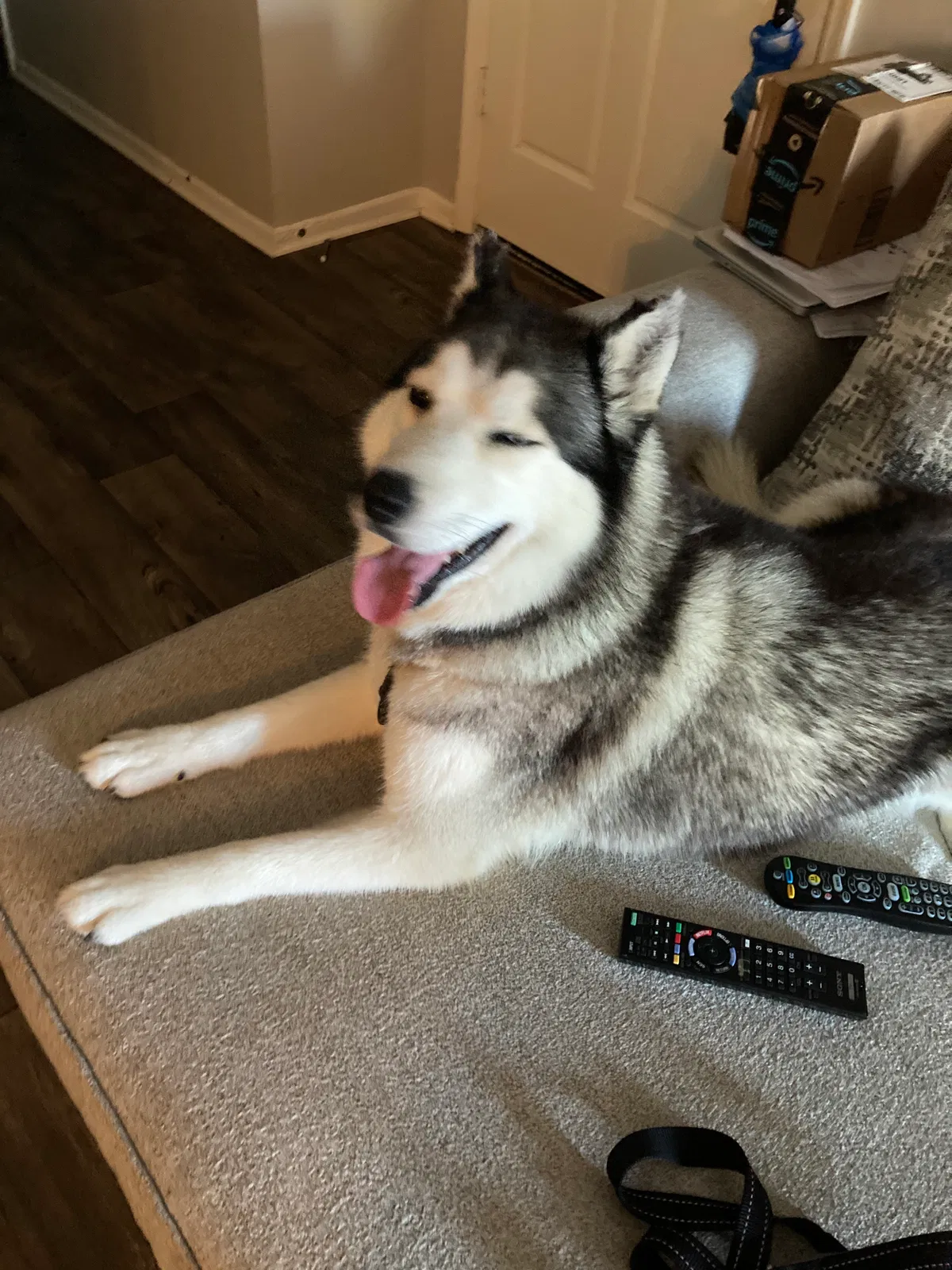 Lost dog in Chula Vista, CA, 91910