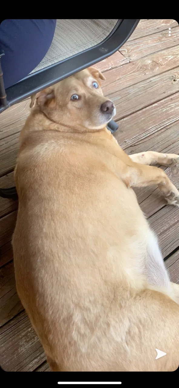 Lost dog in Landis, NC, 28088