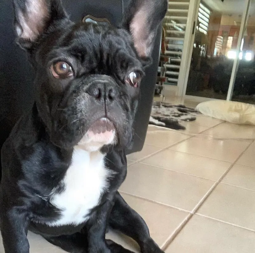 Lost dog in Beverly Hills, CA, 90211