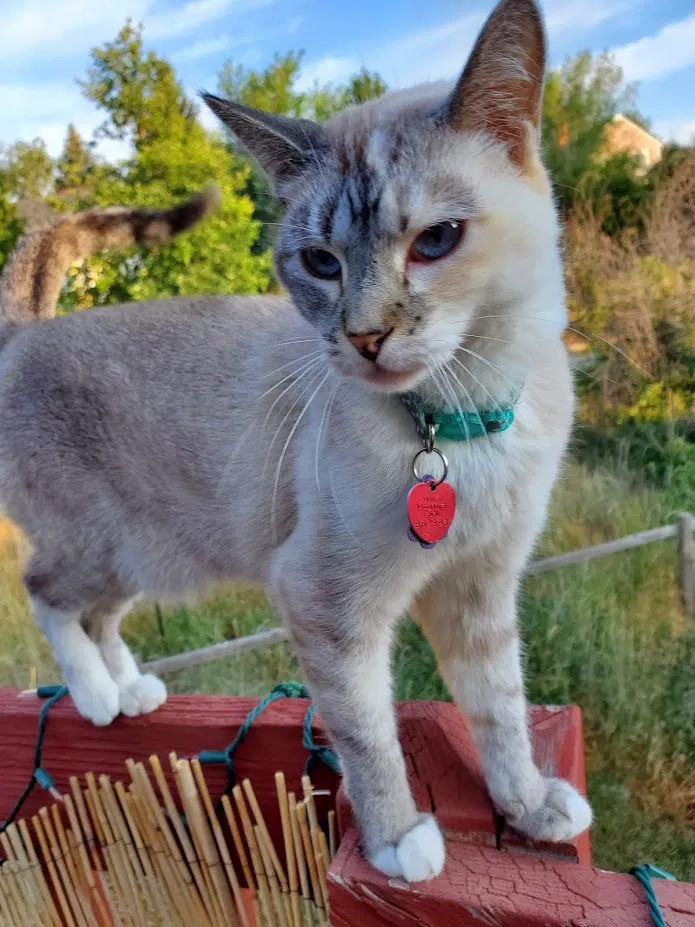 Lost cat in Louisville, CO, 80027