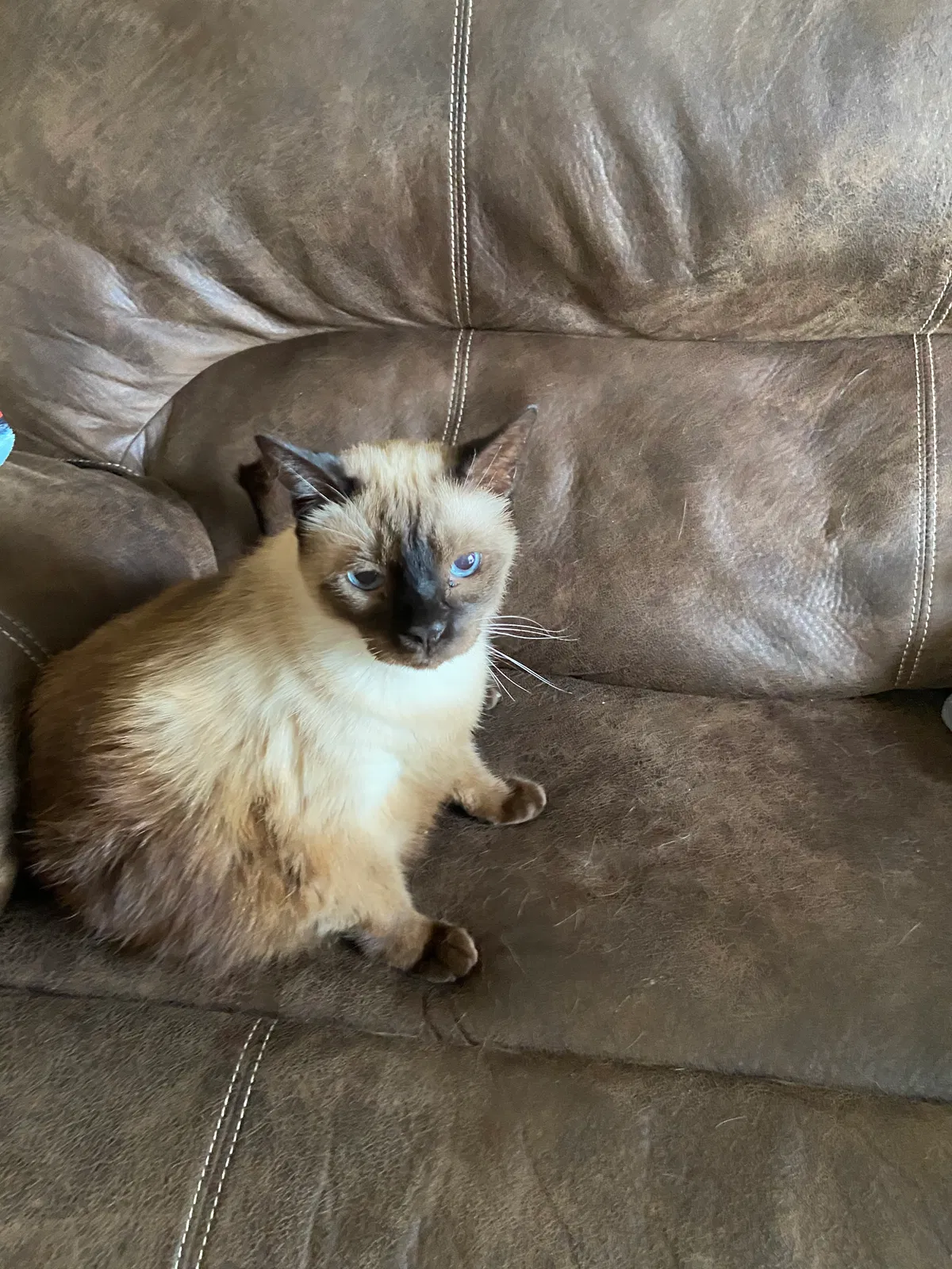Lost cat in Winter Park, FL, 32792