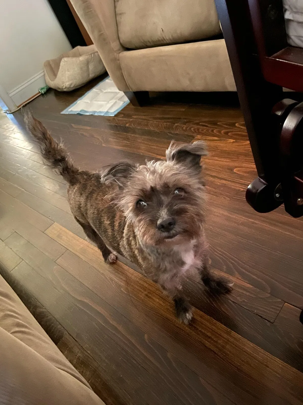 Lost dog in Baltimore, MD, 21224