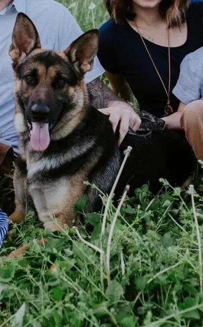 Lost dog in Brookline, MO, 65619