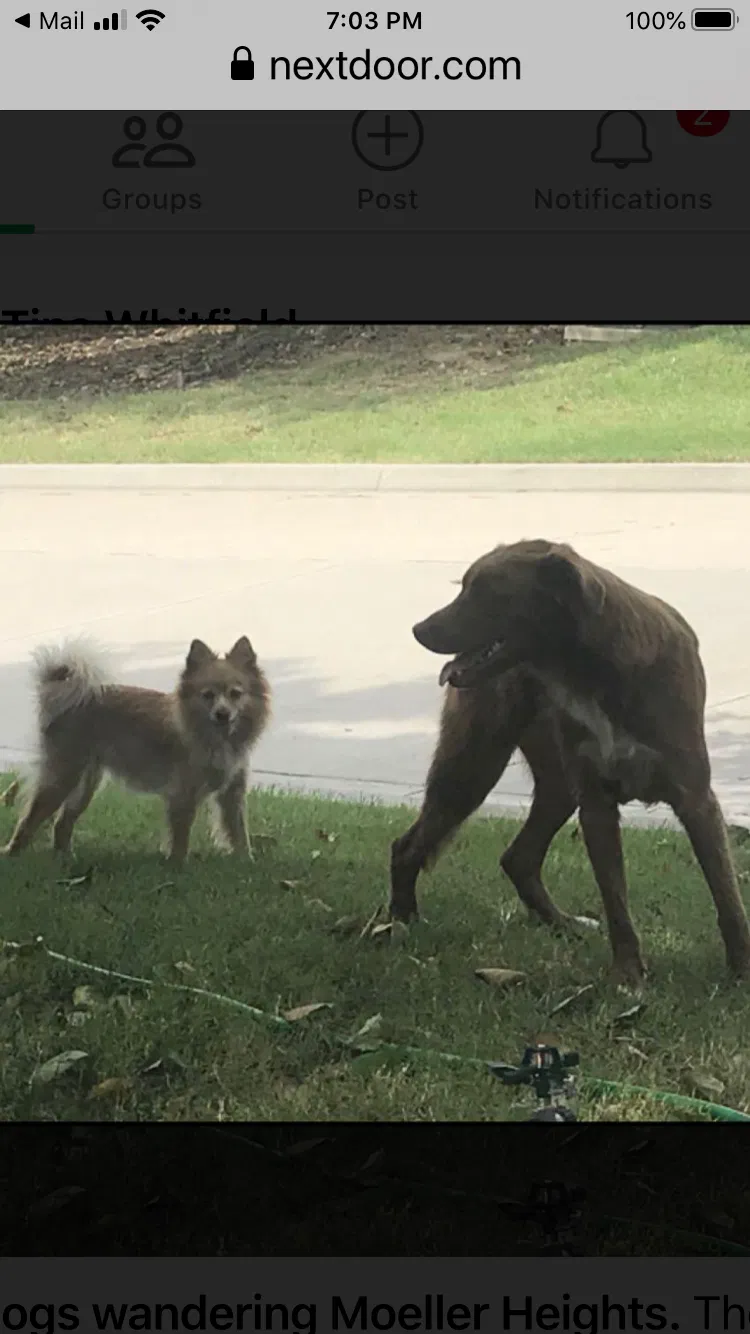 Lost dog in Tulsa, OK, 74112