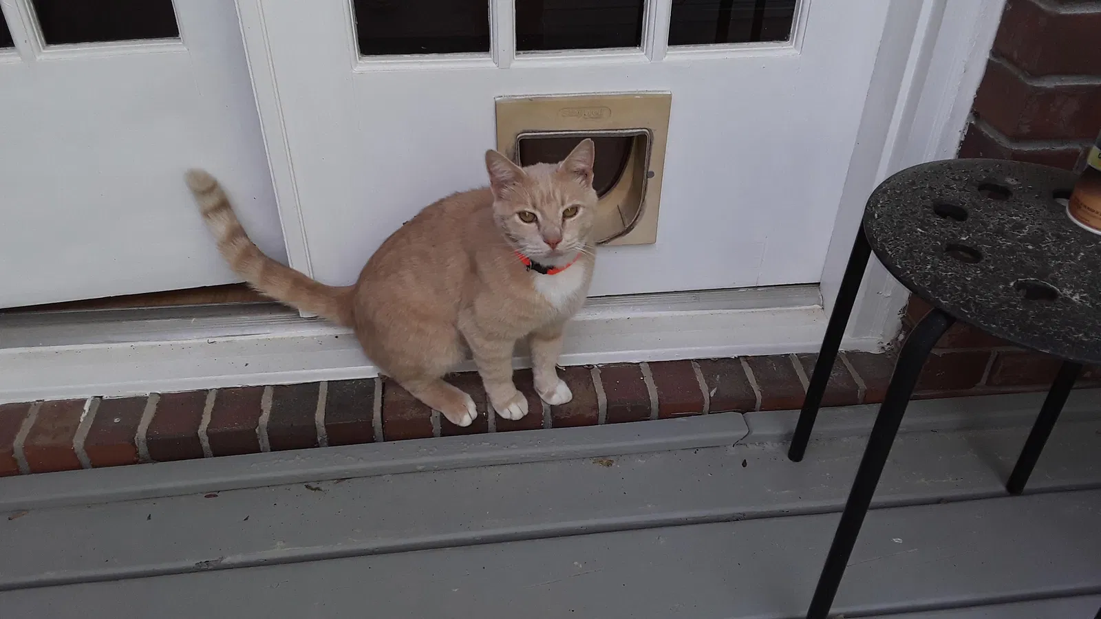 Lost cat in Lilburn, GA, 30047