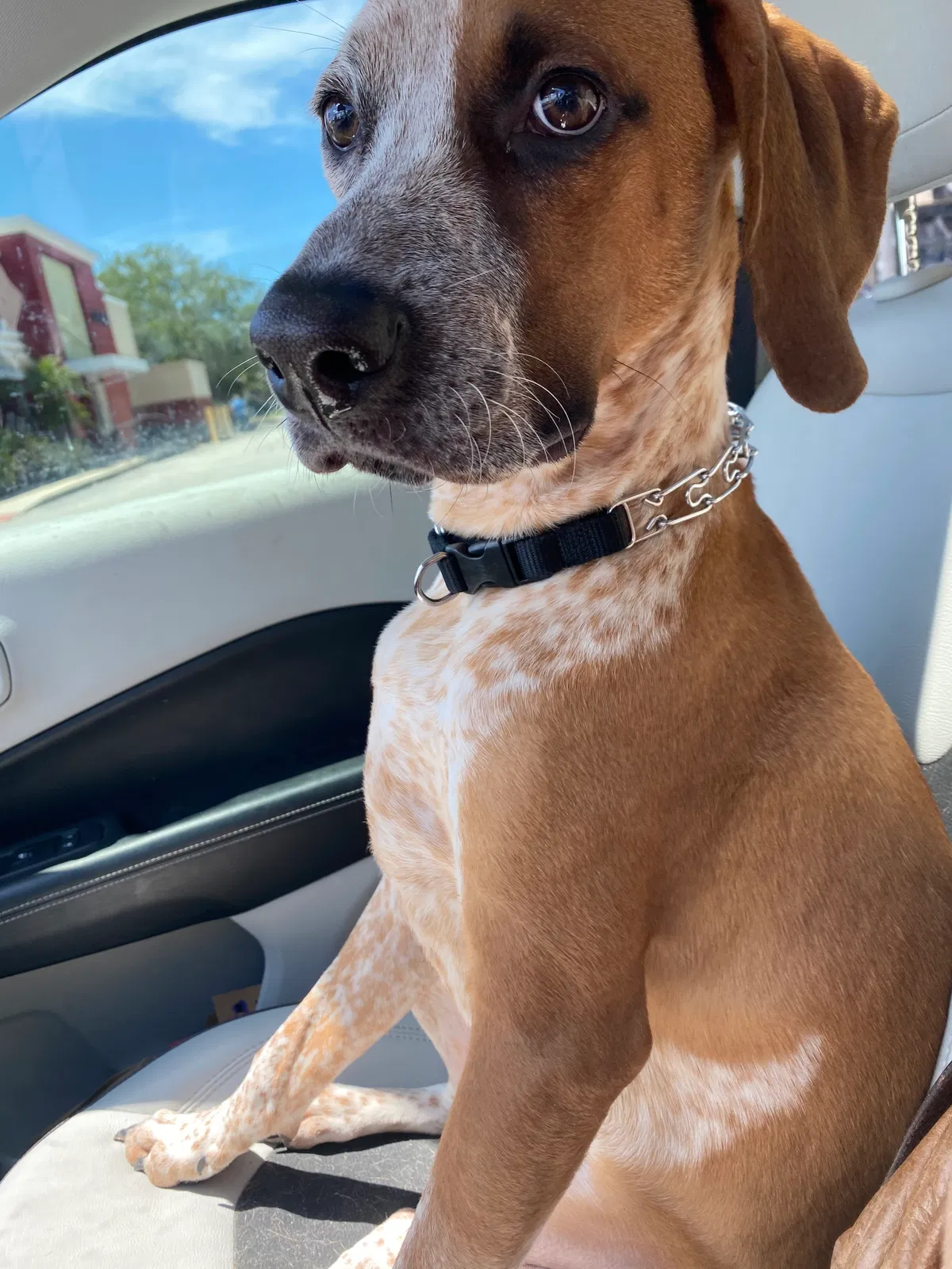 Lost dog in Valrico, FL, 33594