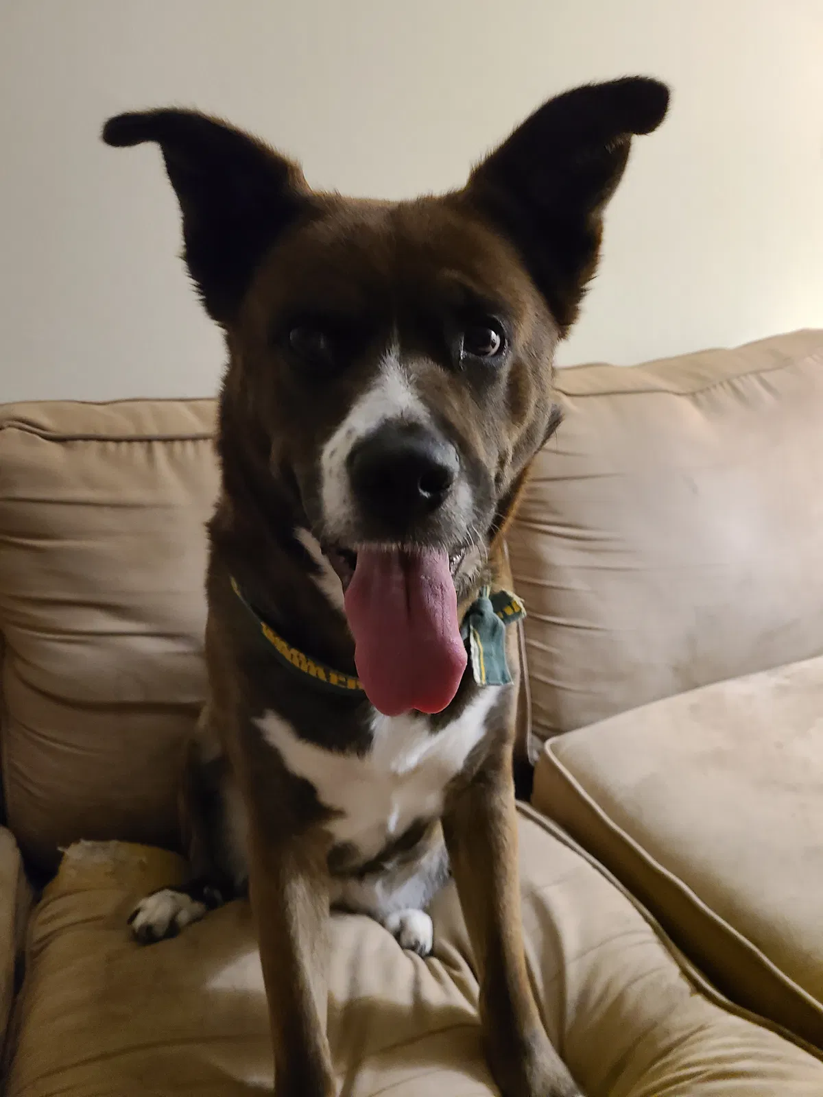 Lost dog in Madison, WI, 53704