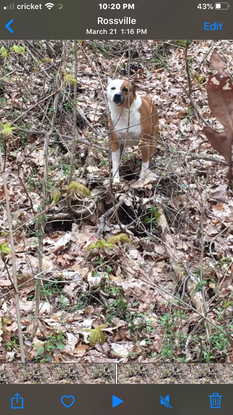 Lost dog in Rossville, GA, 30741