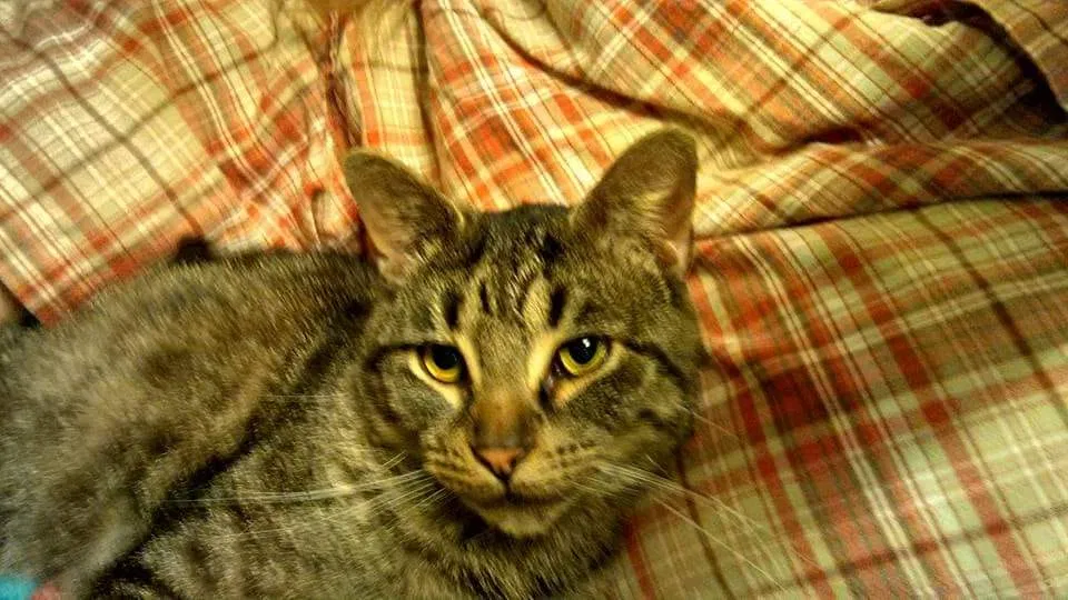 Lost cat in Toledo, OH, 43612