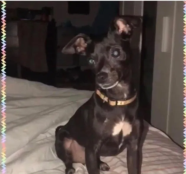 Lost dog in Brooklyn, NY, 11233