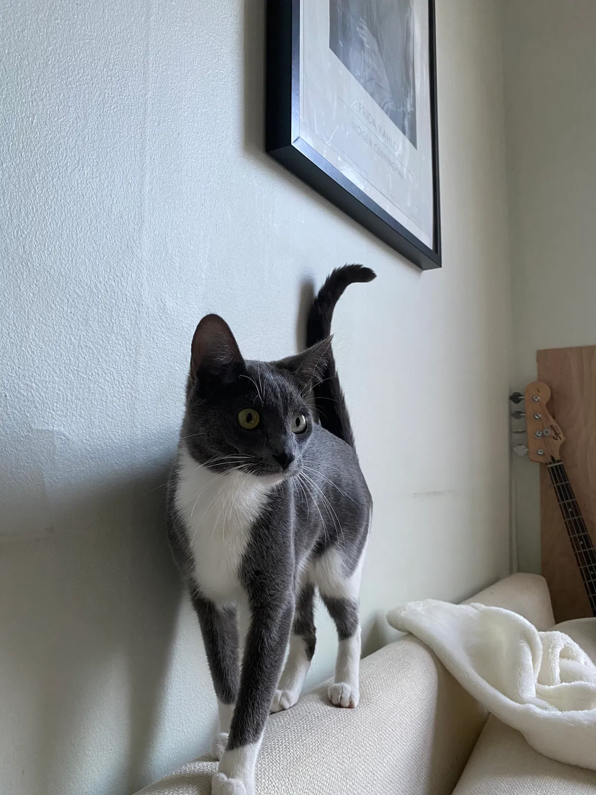 Lost cat in Chicago, IL, 60618