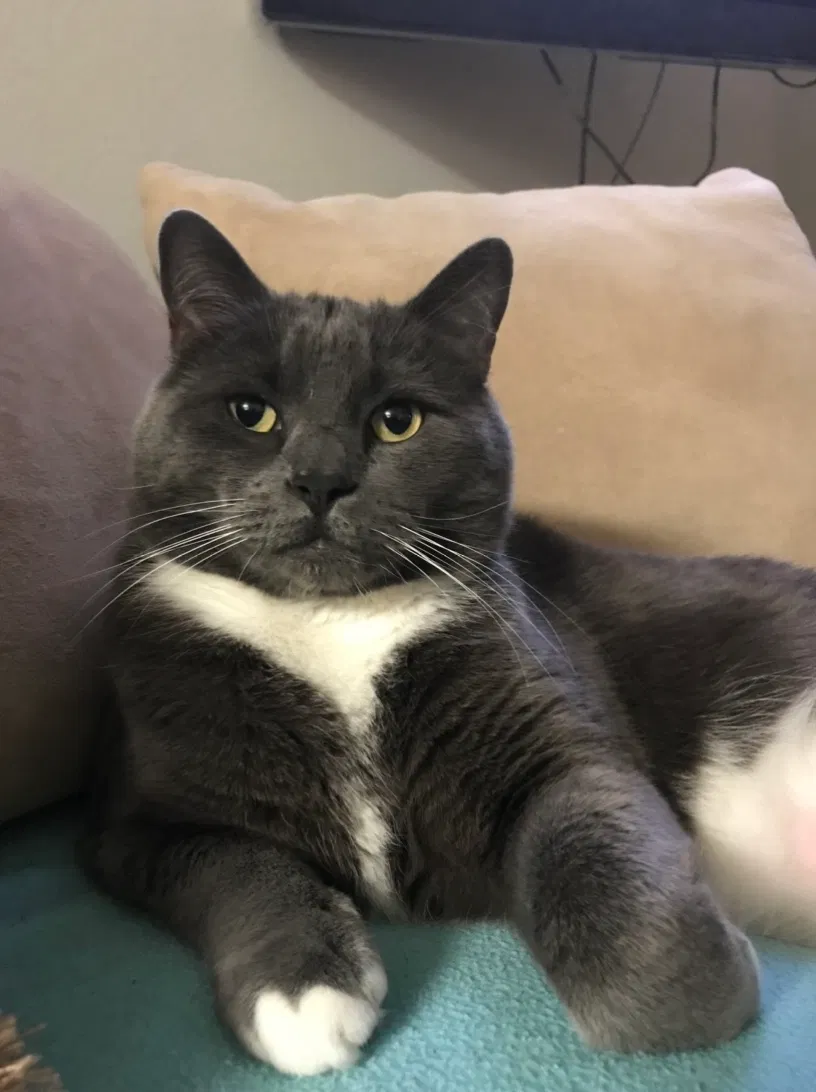 Lost cat in Camarillo, CA, 93010