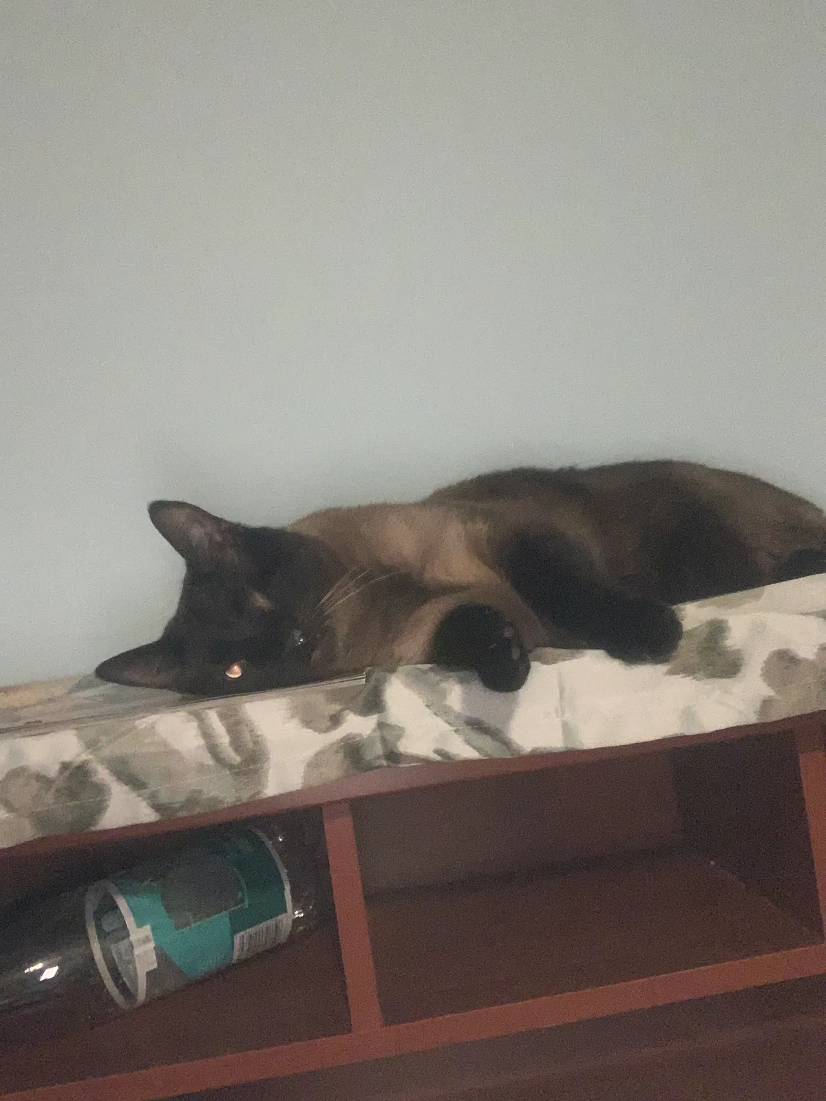 Lost cat in Atwater, OH, 44201