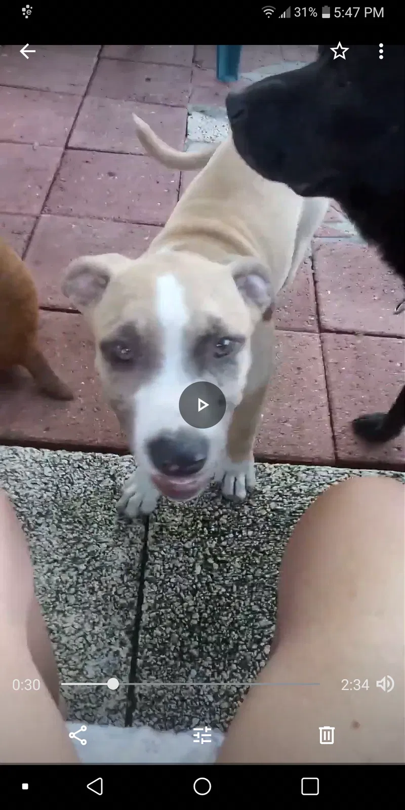Lost dog in Okeechobee, FL, 34974