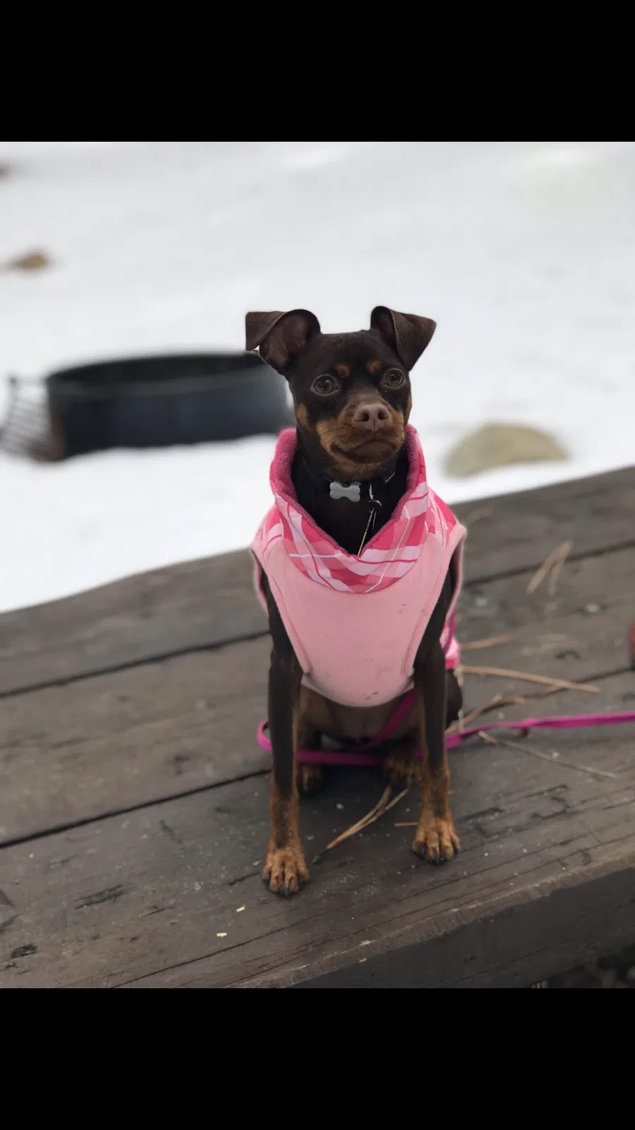Lost dog in Concord, CA, 94520