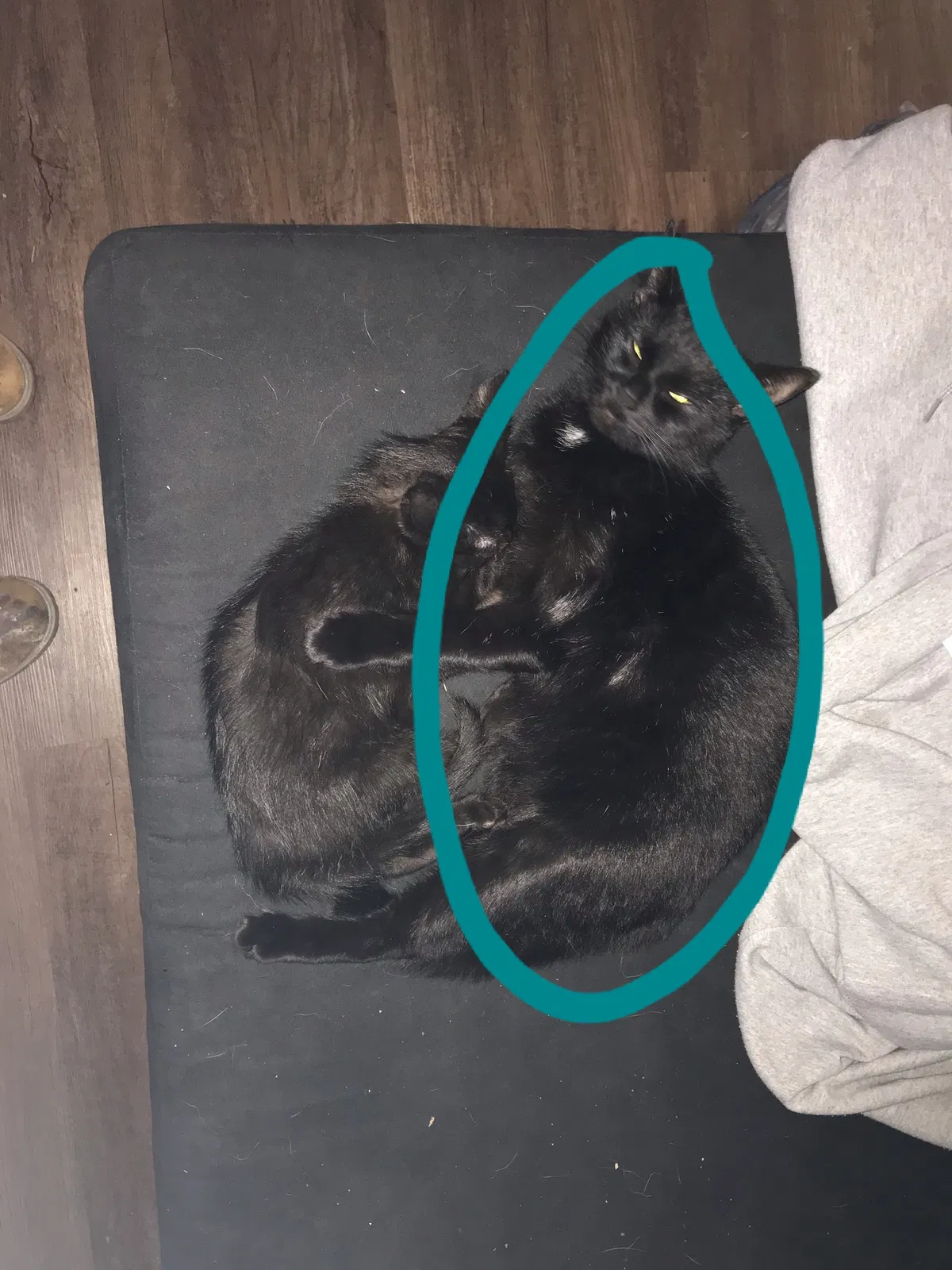 Lost cat in Jacksonville, NC, 28546