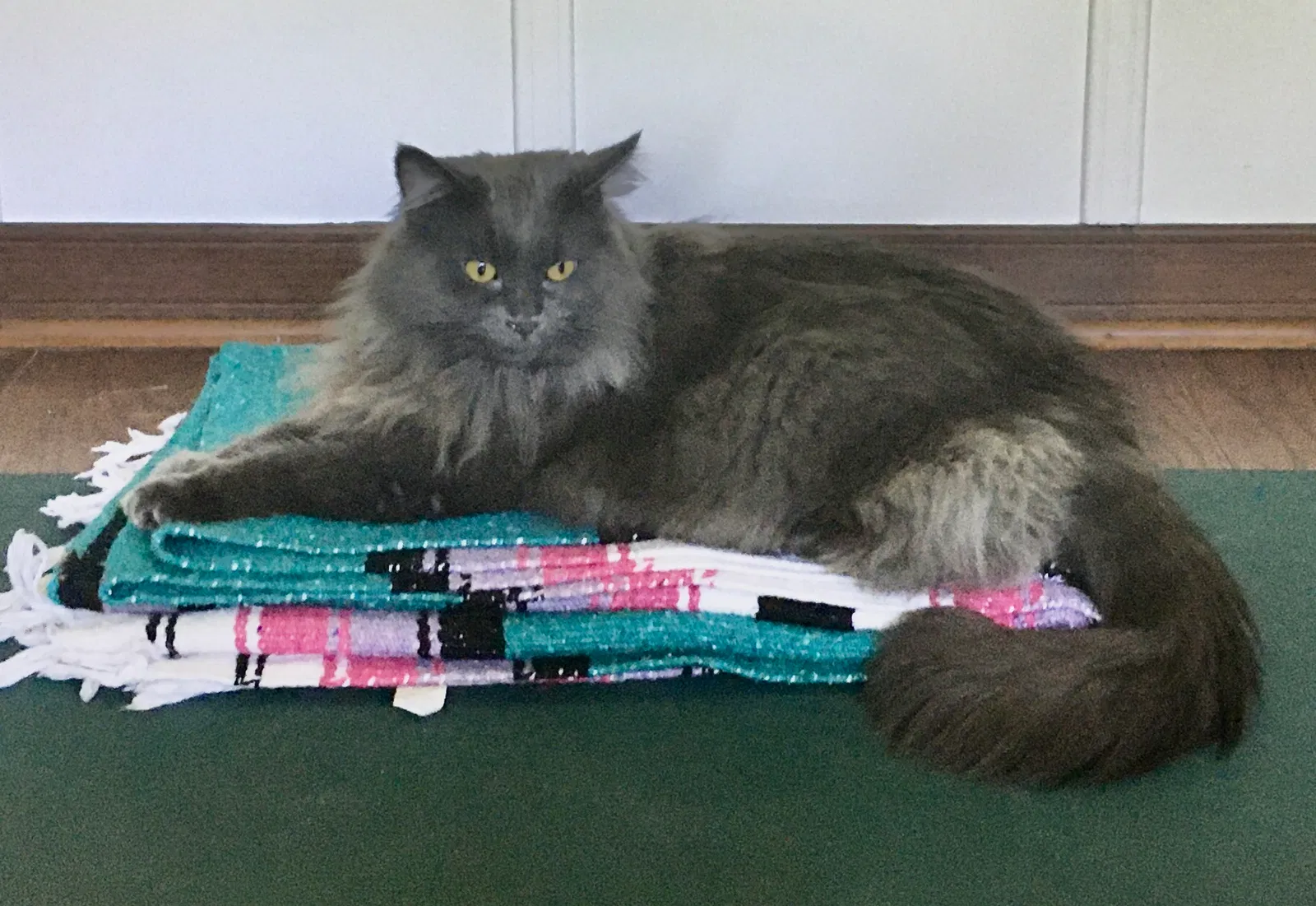 Lost cat in North Canton, OH, 44720