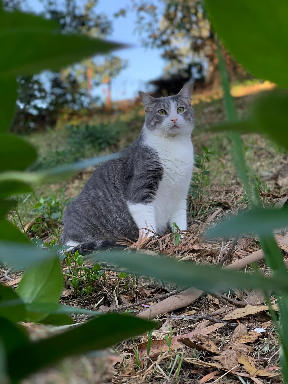 Lost cat in Nipomo, CA, 93444