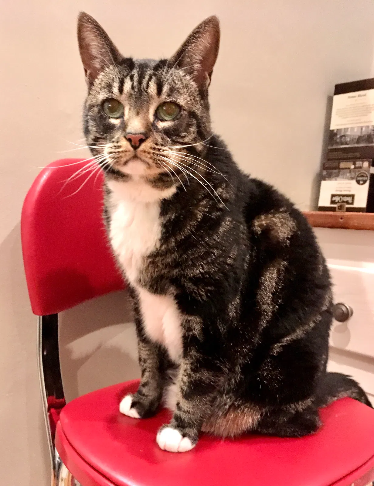 Lost cat in Atlanta, GA, 30307
