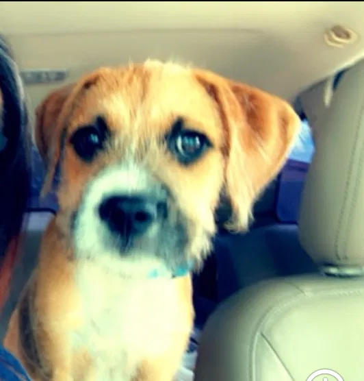 Lost dog in Tucson, AZ, 85713
