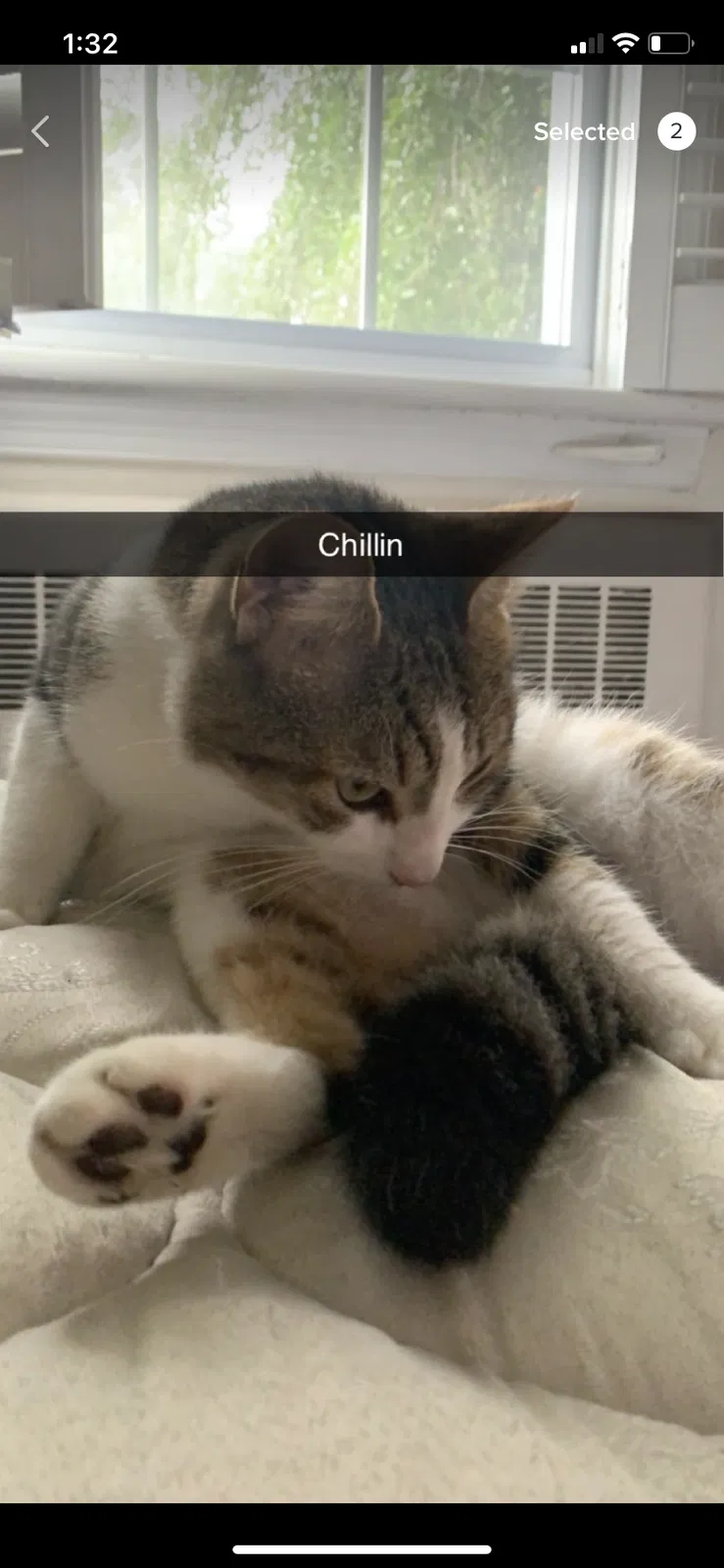 Lost cat in Norfolk, VA, 23505