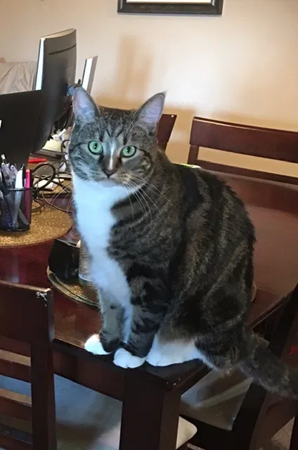Lost cat in Olympia, WA, 98501