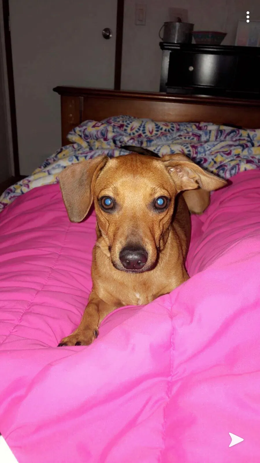 Lost dog in Hattiesburg, MS, 39402