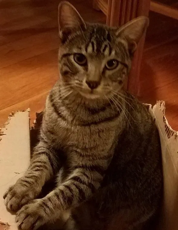 Lost cat in Midland, TX, 79701