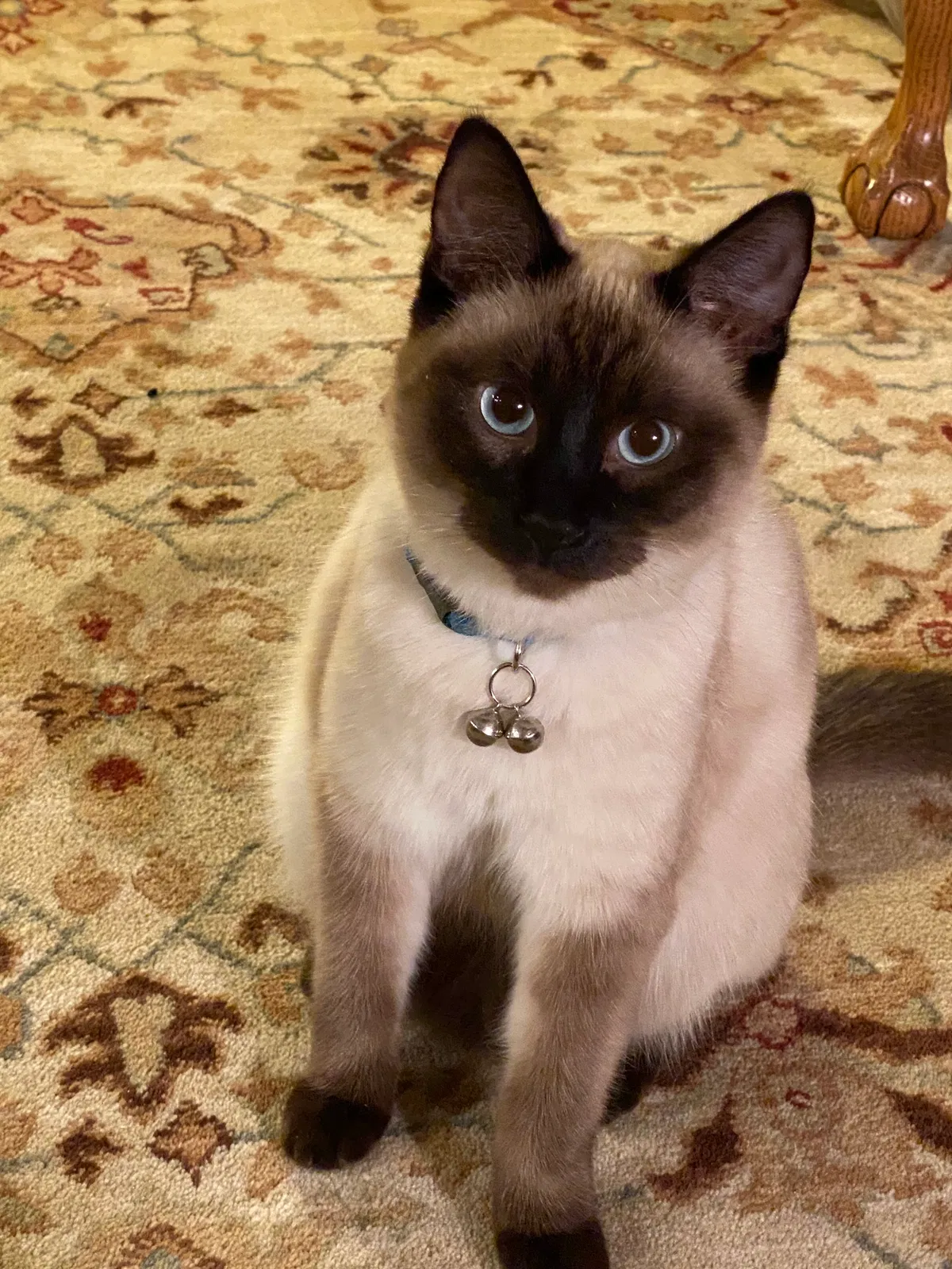 Lost cat in Puyallup, WA, 98375