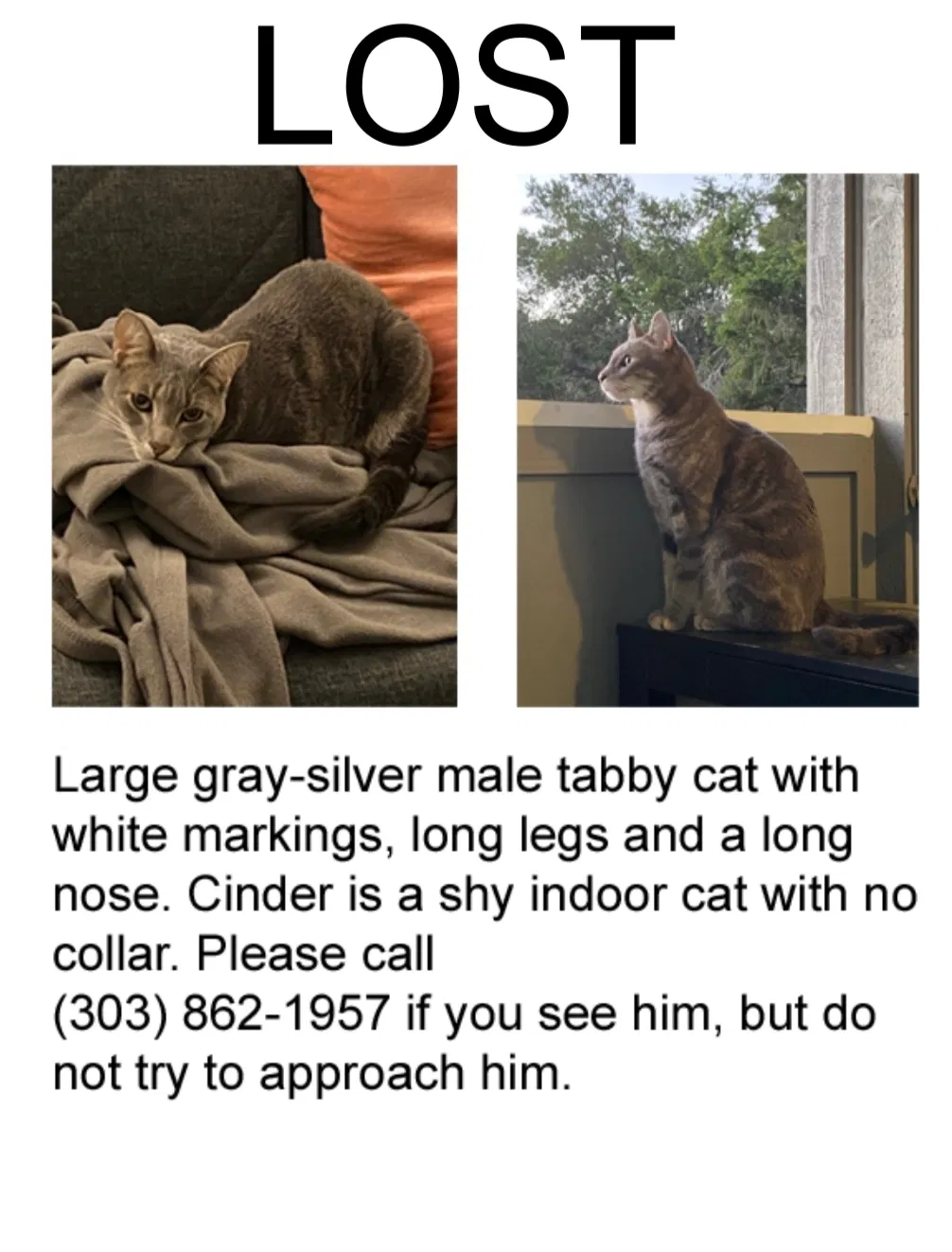 Lost cat in Santa Cruz, CA, 95060