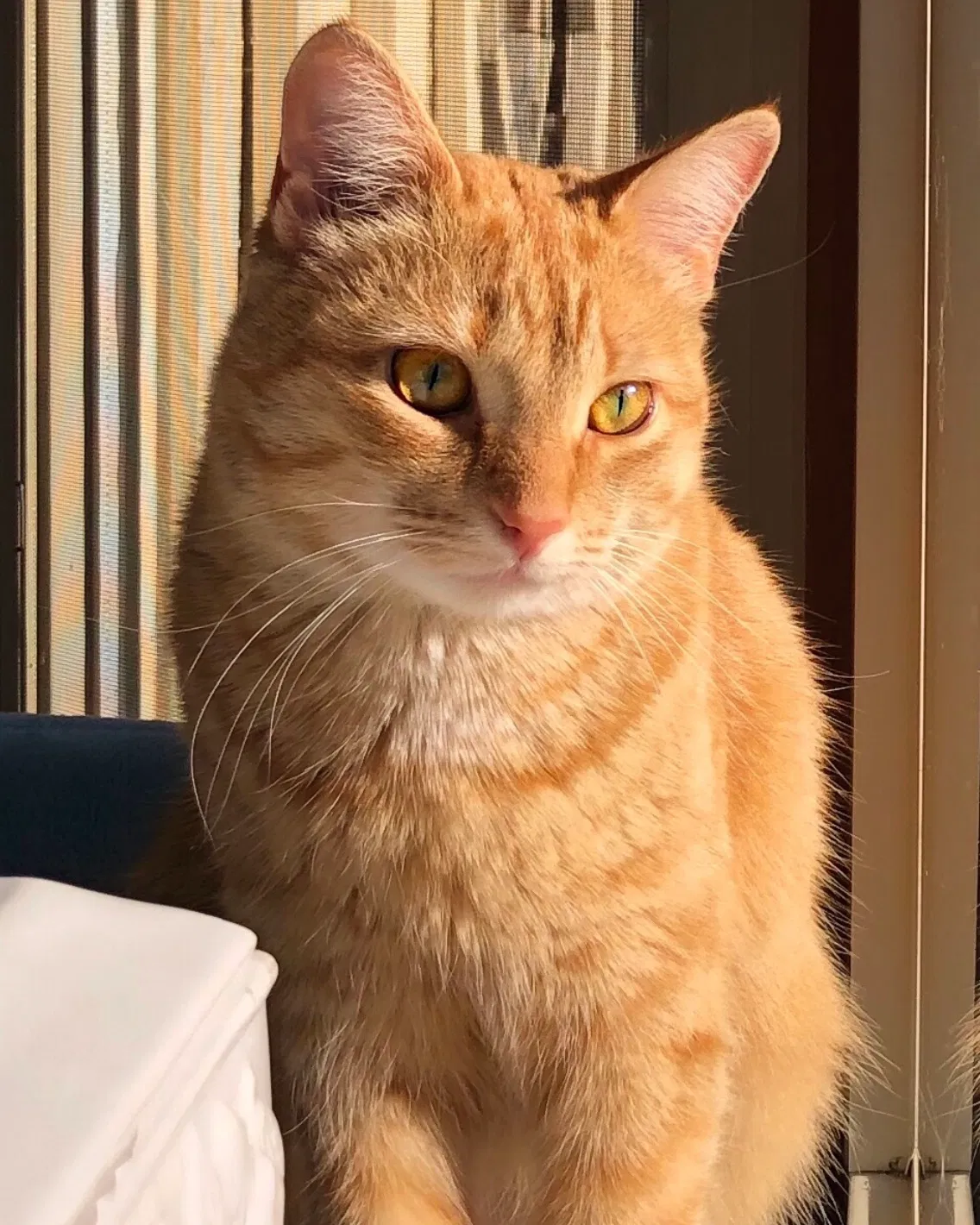Lost cat in Dearborn Heights, MI, 48127