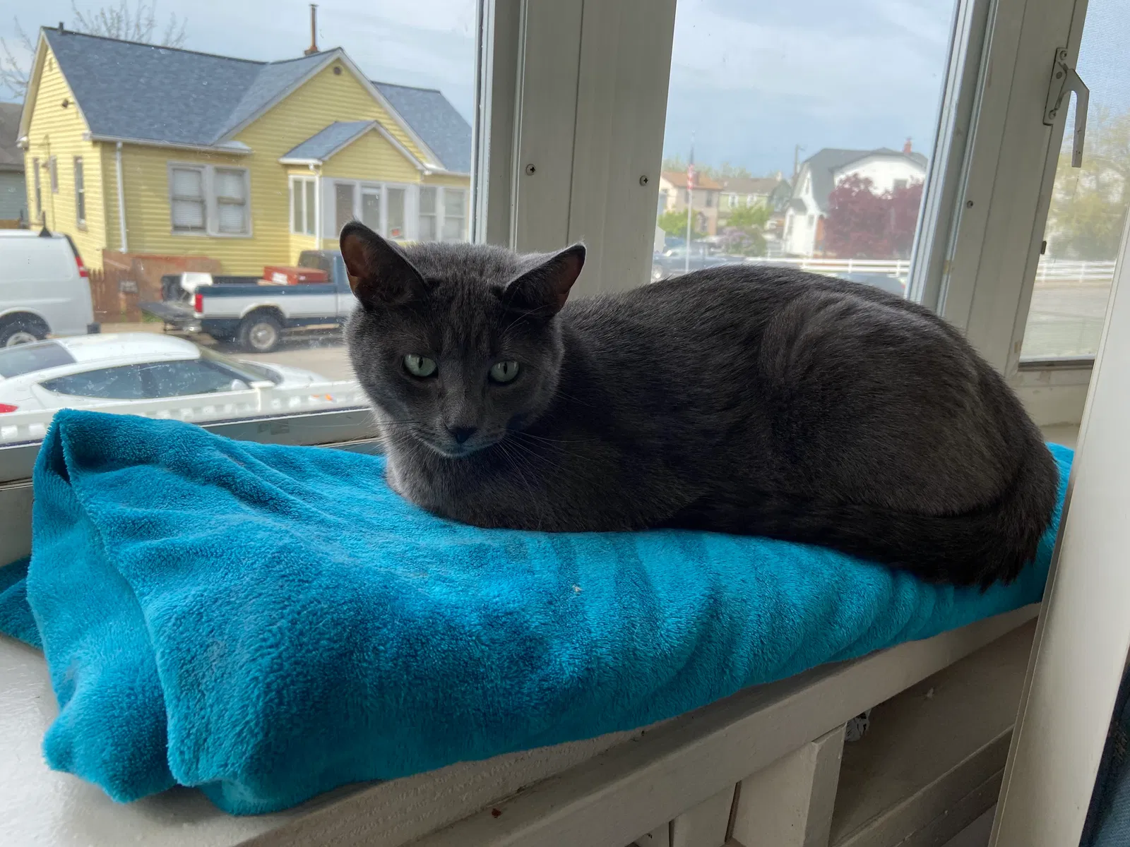 Lost cat in Dundalk, MD, 21222