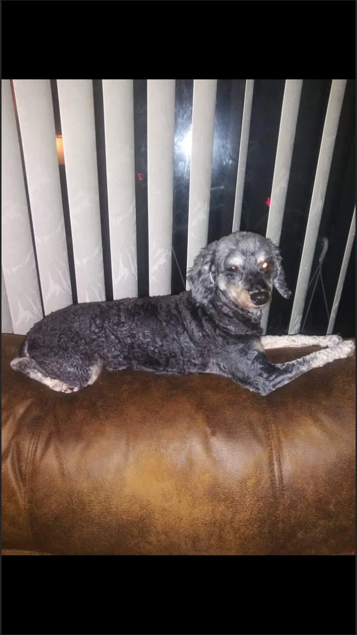 Lost dog in Ann Arbor, MI, 48103