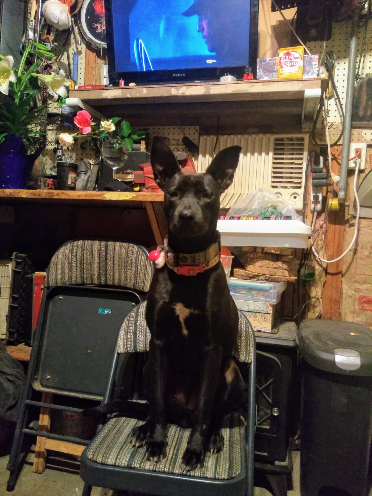 Lost dog in Sanger, CA, 93657