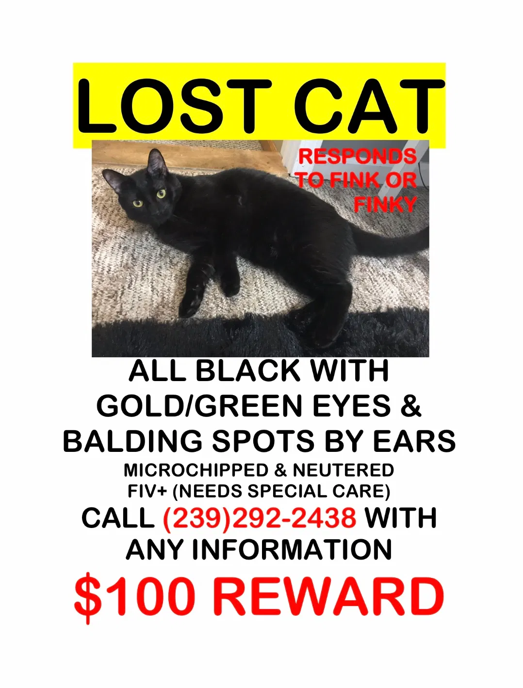 Lost cat in Tallahassee, FL, 32304