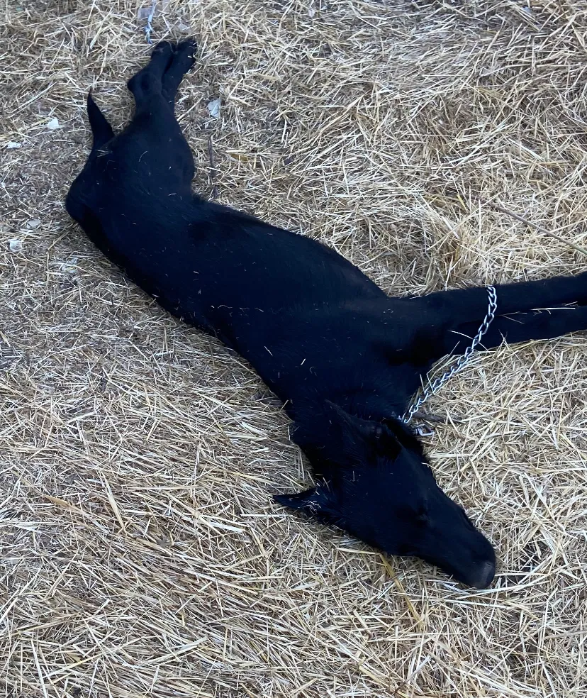 Lost dog in Elk Grove, CA, 95757