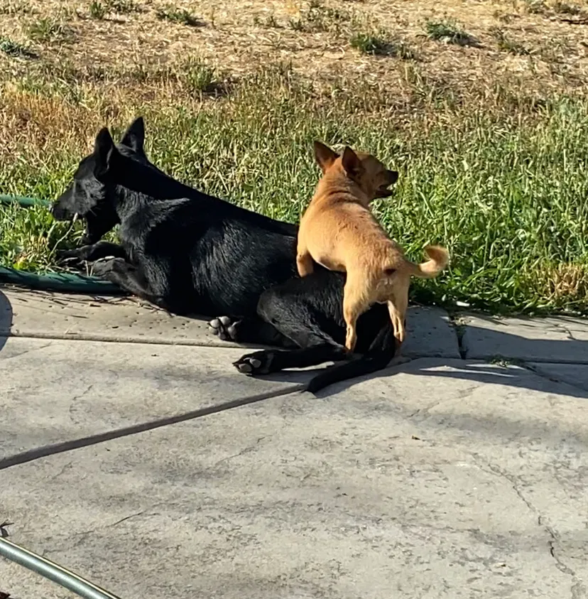Lost dog in Elk Grove, CA, 95757