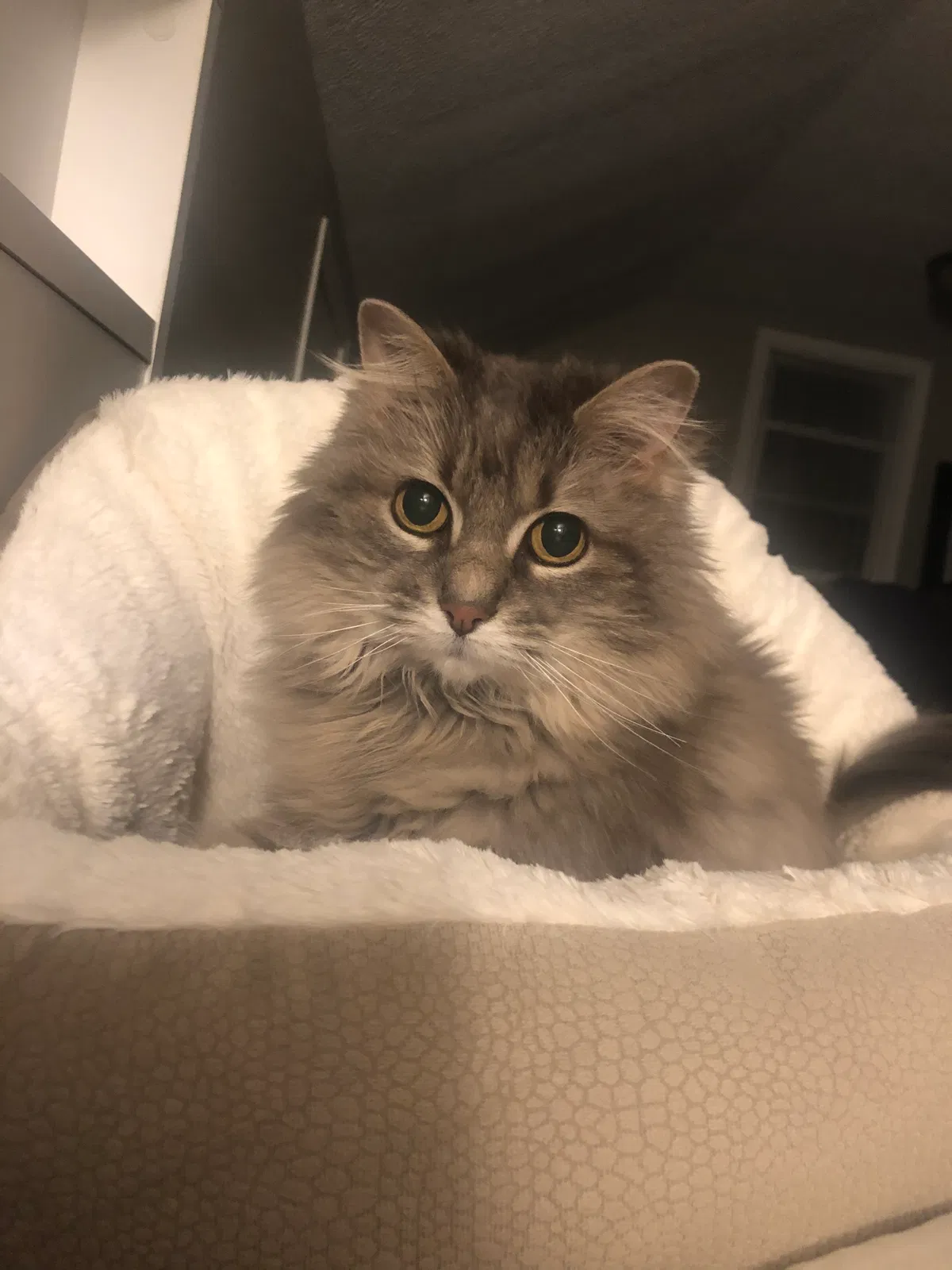 Lost cat in Saint Paul, MN, 55104