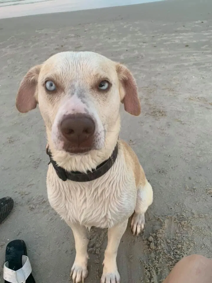 Lost dog in Corpus Christi, TX, 78409