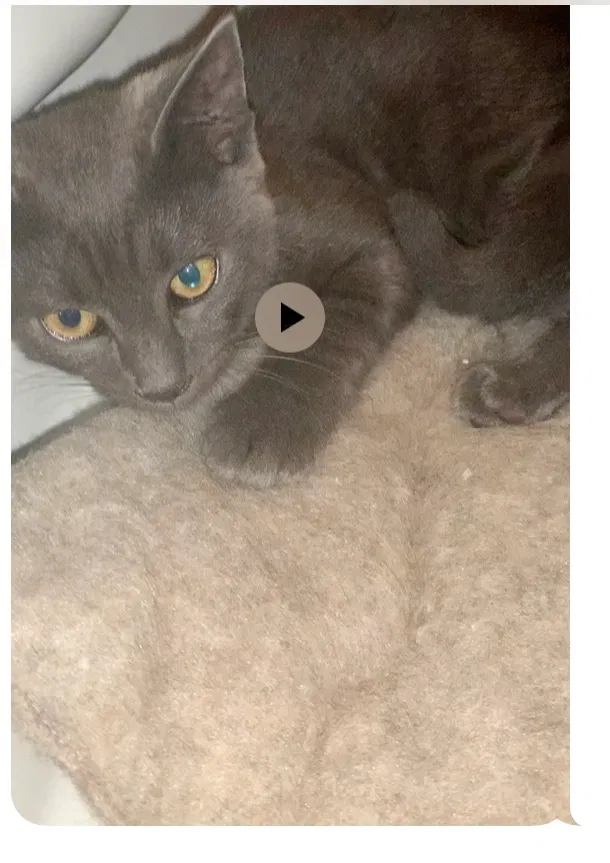 Lost cat in Tacoma, WA, 98403