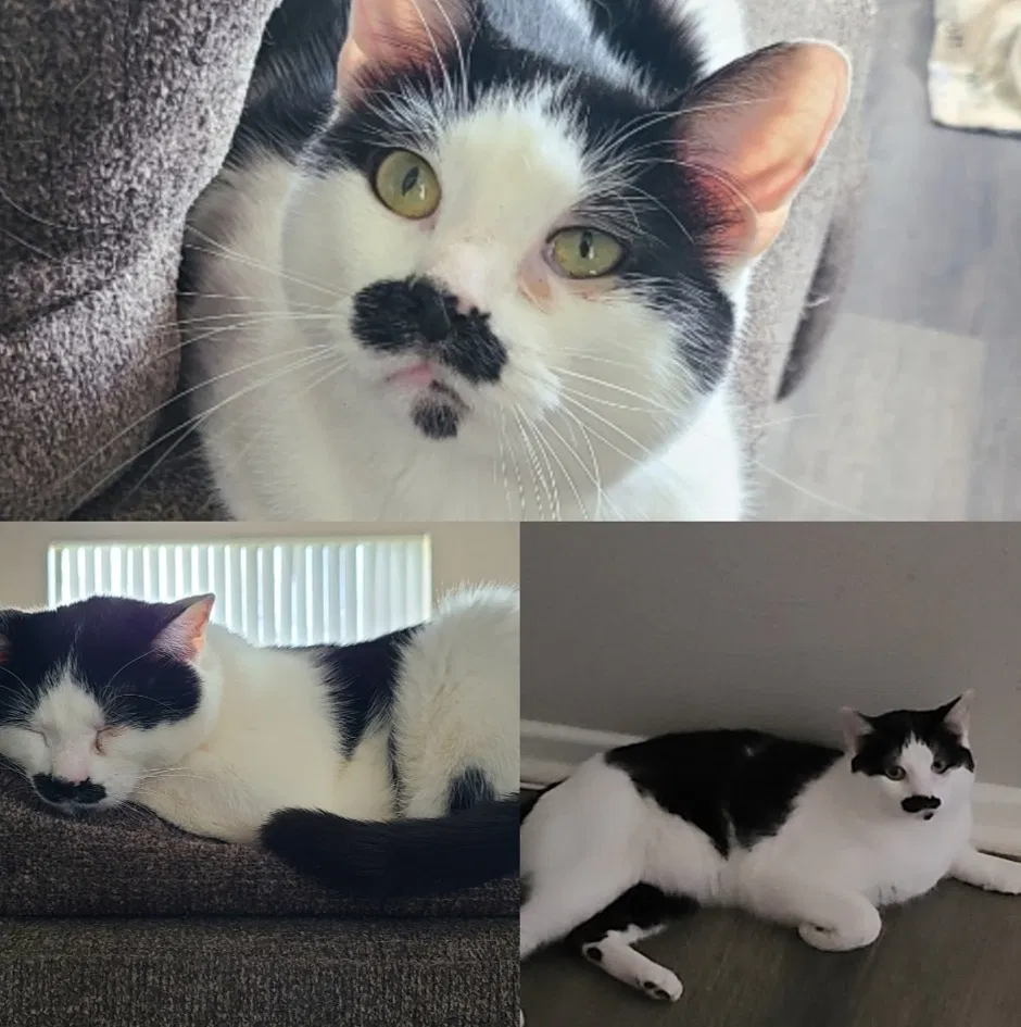 Lost cat in Golden, CO, 80401