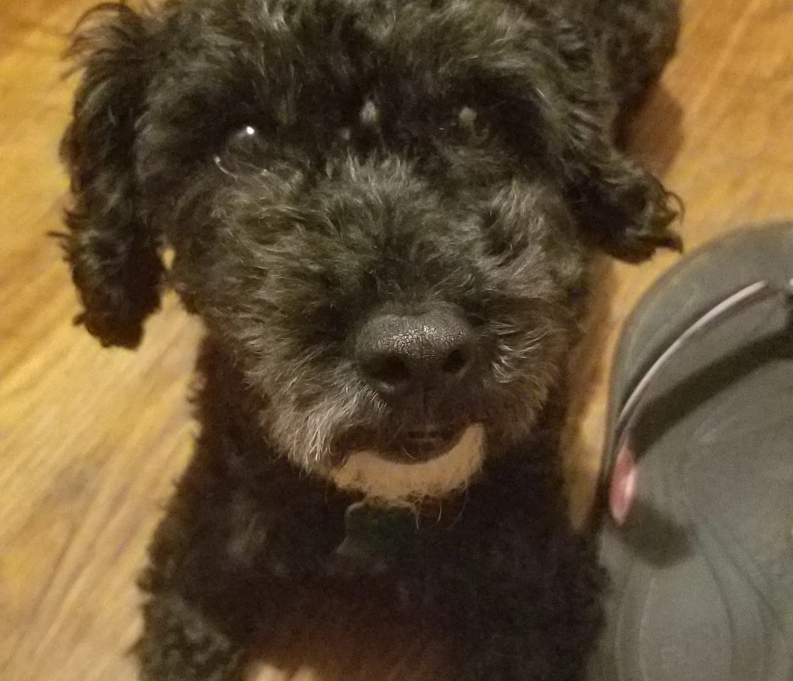 Lost dog in Memphis, TN, 38118