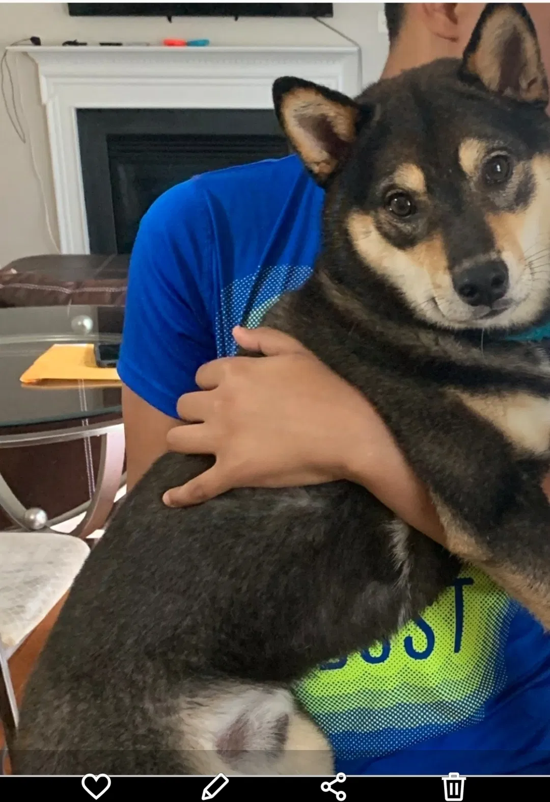 Lost dog in Randallstown, MD, 21133
