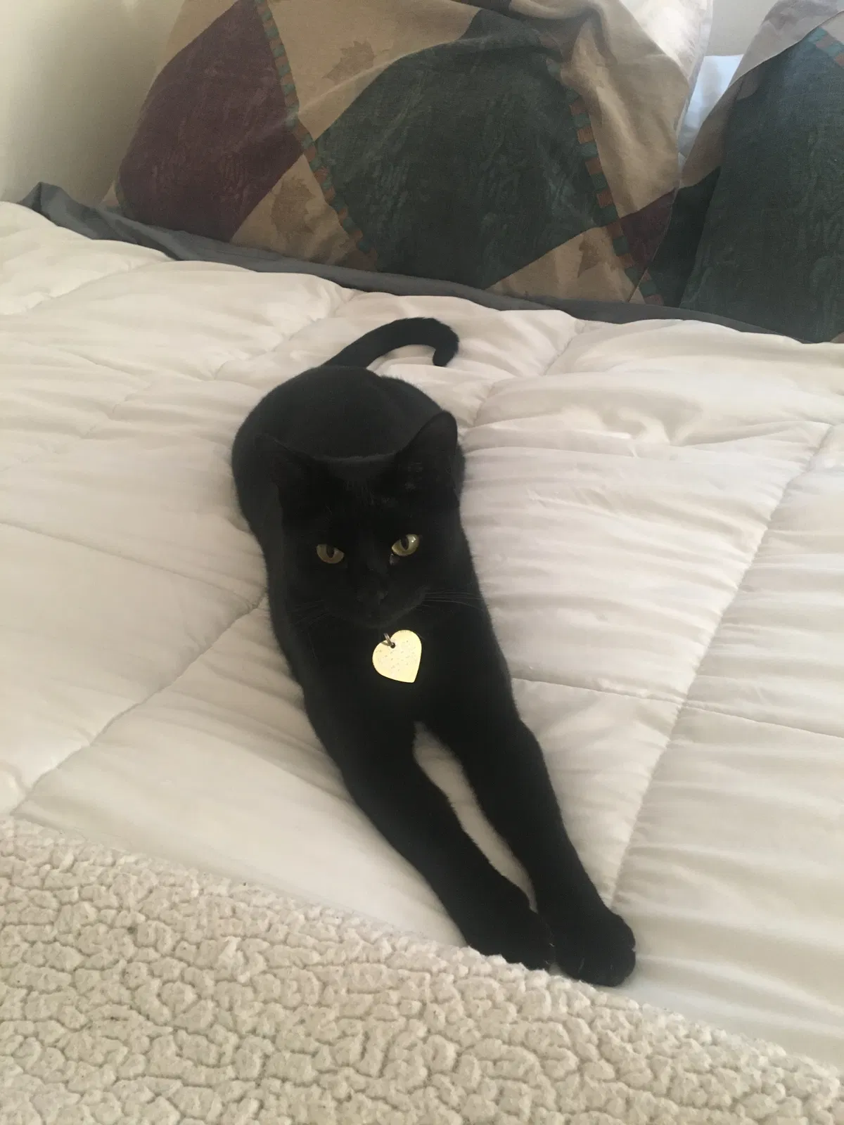 Lost cat in Oxnard, CA, 93036