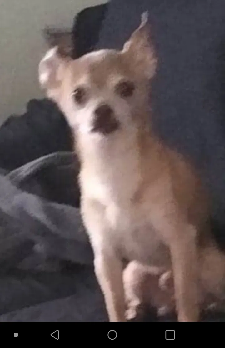 Lost dog in Portland, OR, 97218