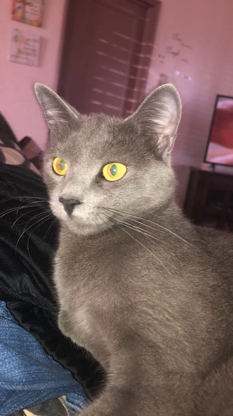 Lost cat in El Paso, TX, 79902