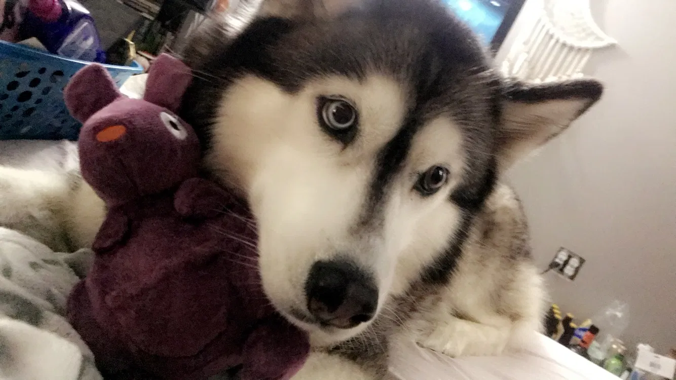 Lost dog in Griffith, IN, 46319