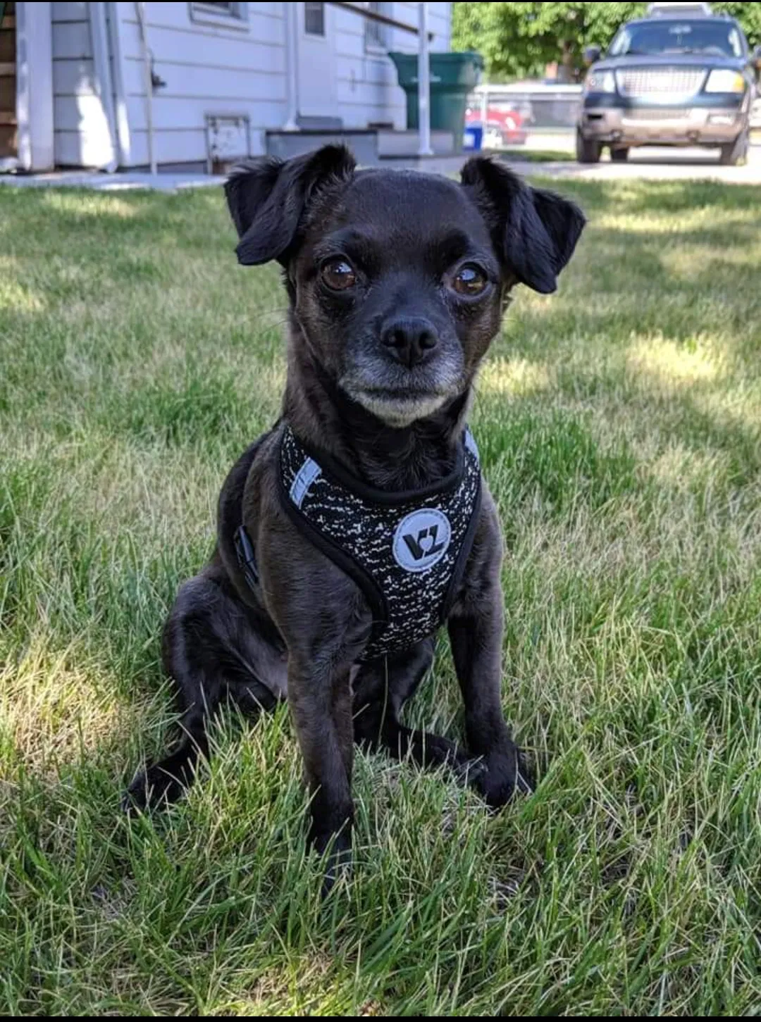 Lost dog in Provo, UT, 84606